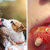 Know The Reason Why You Shouldn’t Let your Dog Lick You!